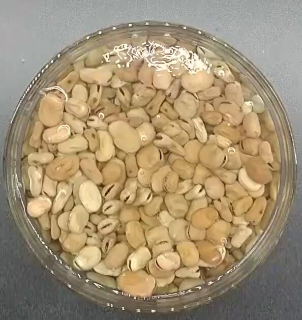 Dry whole Egyptian fava beans soaking in a large glass bowl filled with cold water overnight.